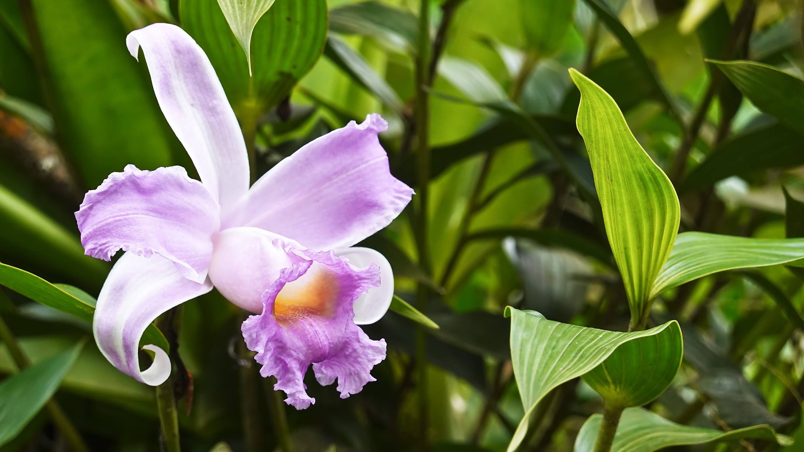 Blume, Blüte